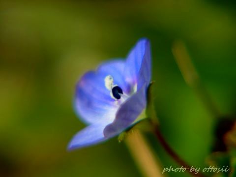 陽だまりの花