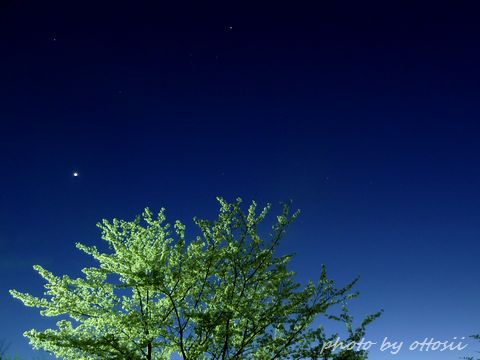 星と桜