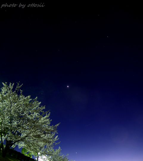 星と桜