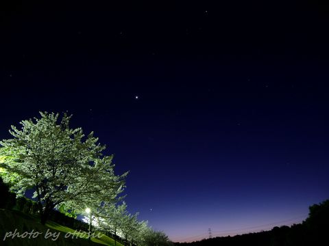 星と桜