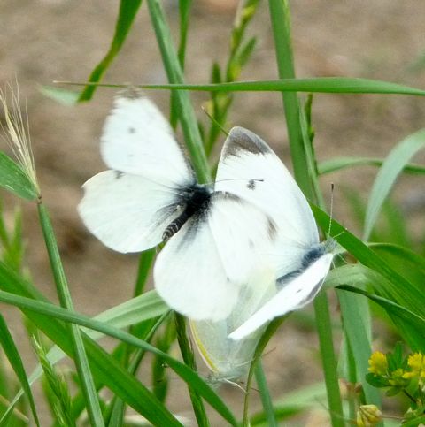 おじゃまむし