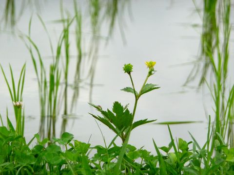 キツネノボタン