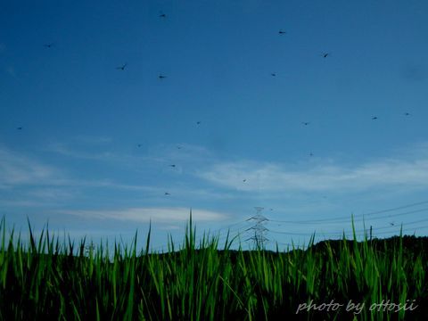 赤蜻蛉飛ぶや平家のちりぢりに