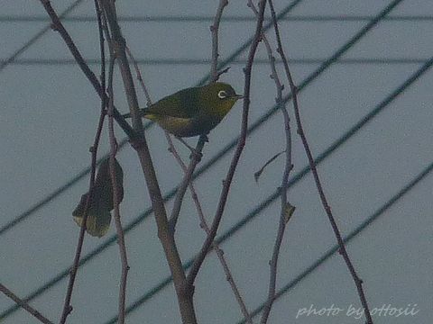 初鳥見んぐ