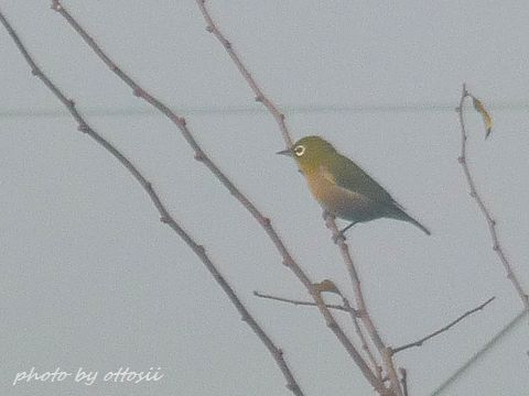 初鳥見んぐ