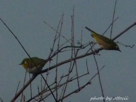 初鳥見んぐ