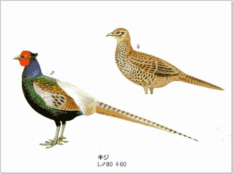 キジも鳴かずば・・・