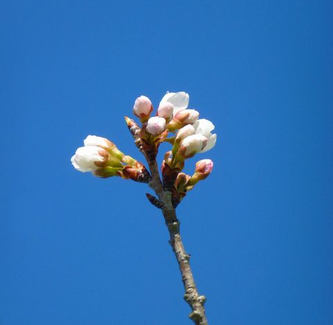 東京でサクラ開花