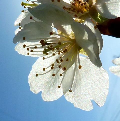東京でサクラ開花