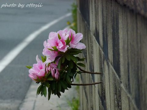 ブロック塀から