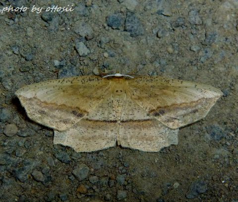 Moth