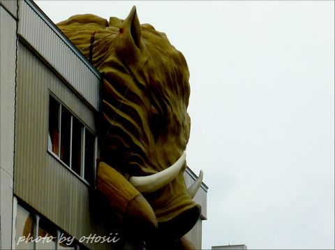 イノシシ登場