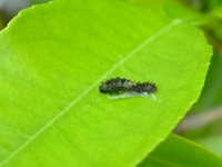 Green　Eater