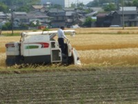 麦秋終了