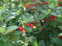 山桜桃