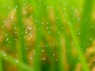 雨の散歩