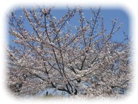 春の京都の風景　2015.3