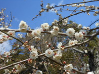 紅白の梅の花　～春よ、来い～　2013