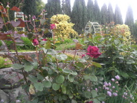 加古川ウェルネスパークの風景－２　～バラのある風景～
