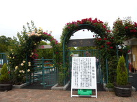 播磨中央公園　ばらまつり　2011-1　（5/27）
