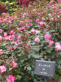 播磨中央公園　ばらまつり　2011-2　（5/27）
