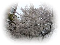 桜　咲きほこる日　2013
