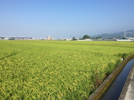 高知の新米は、まもなく収穫です！　2018/07/16　高知県高知市