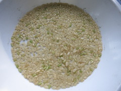 低アミロース米の新品種の試食！