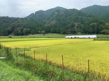 こちらも、収穫、大忙し！　2021／09／12　兵庫県豊岡市出石町　西垣農園