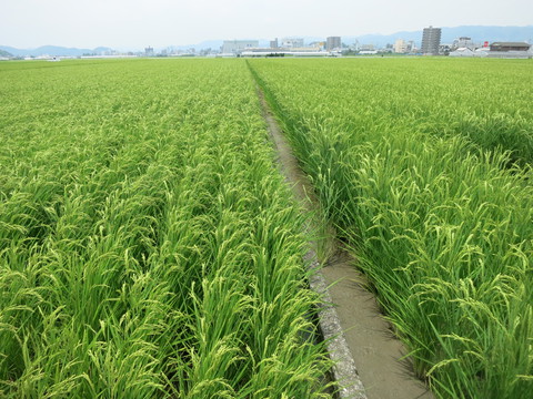高知のお米、もうすぐ収穫です！　2014年7月12日高知県高知市