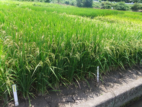 収穫最盛期・・・　～2011/07/30-31高知県南国市～