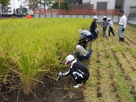 別府西ブランド米、収穫！！