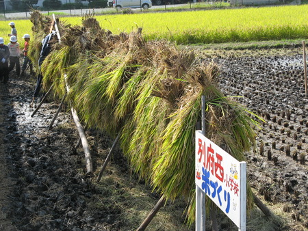 ”別府西っこ米”が収穫されました！