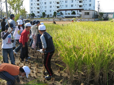 ”別府西っこ米”収穫！