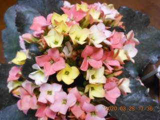カランコエの花