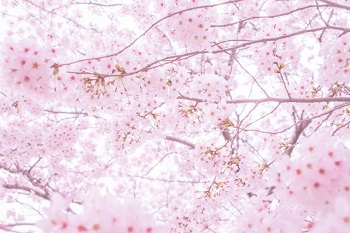 桜が咲くブログをつくろう