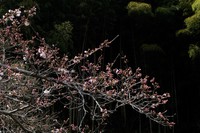 桜シーズン開幕！！