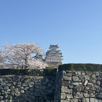 姫路城の桜はサイコー！