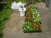 姫路配布花を植える