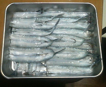 ほんでもってサヨリ釣りに…