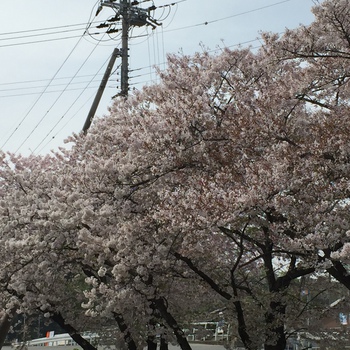 桜吹雪の花影で