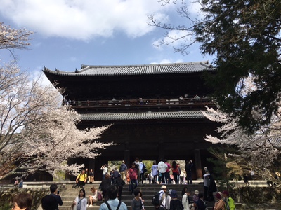 京都の桜４
