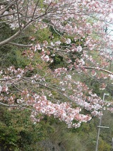 たつのの桜