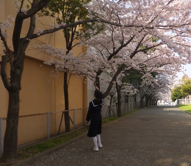 桜が・・・