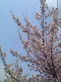 西神中央の桜