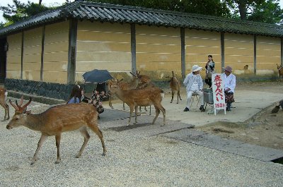 奈良に行ってきました