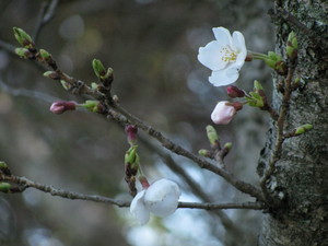 日岡公園の桜