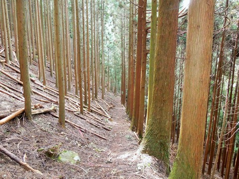 植樹林の道