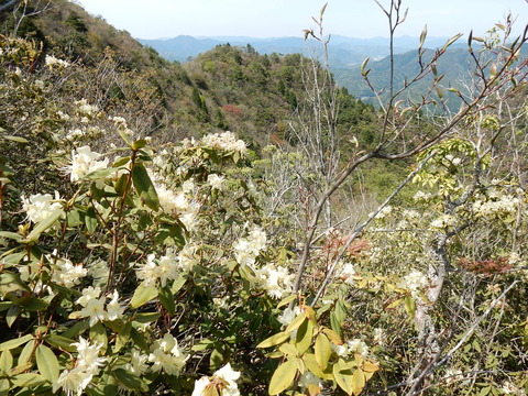 ヒカゲツツジ咲く鋸山と三尾山を周回