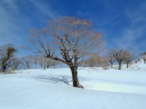 雪原の樹木